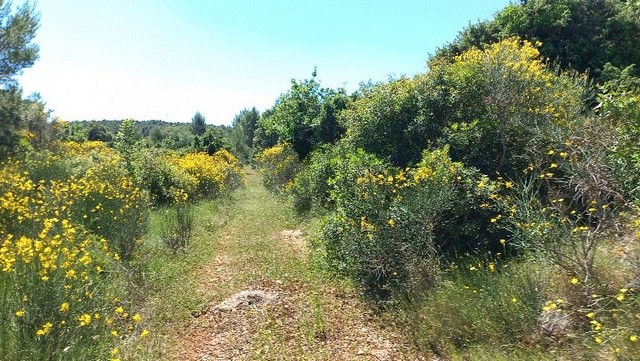 Ostrvo HVAR, Sveti Nikola – 628m